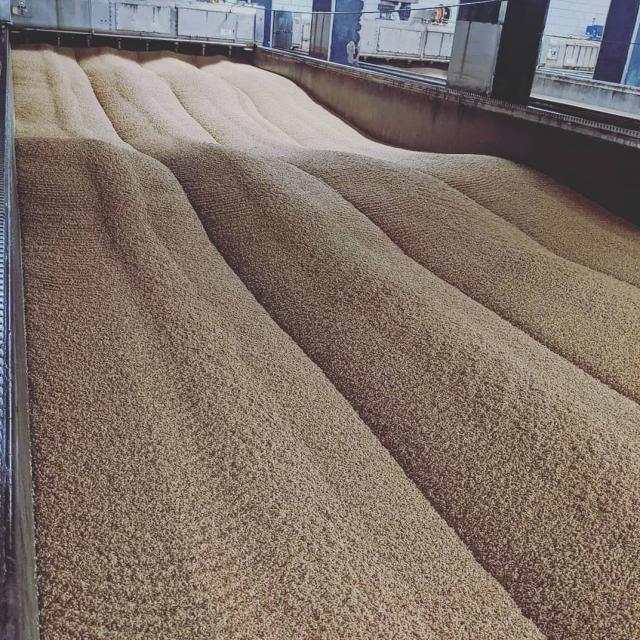 Our germination beds are beautiful 😍 we might be closed for tours today but the beer making never stops! Photo cred Santiago E. #workingwednesday #brewerylife #malting #germination