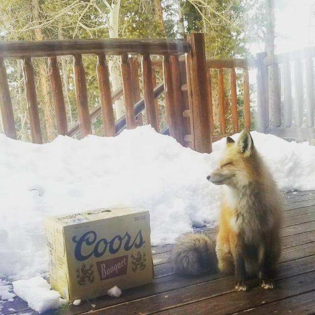 We are loving this photo from our very own tour guide Catie♥️❤️ We're open  until 4, come on by! #coorsbrewery #coors #coorsbrewerytour #coorsbanquet